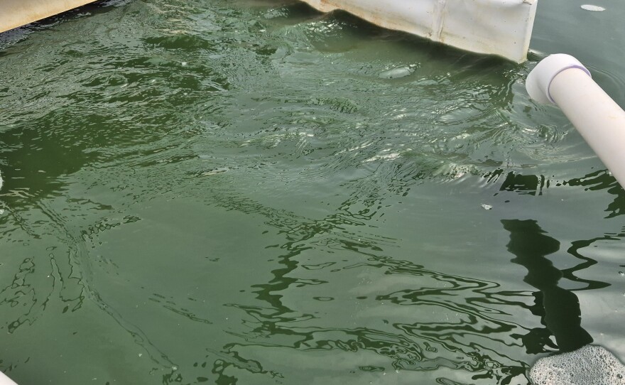 Growing spirulina in a pond