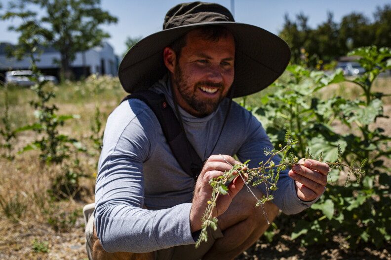 Trevor Caughlin, a Boise State University associate biology professor, holds up a goathead yanked from an abandoned lot that his research indicated was a hotspot for the invasive plant.  