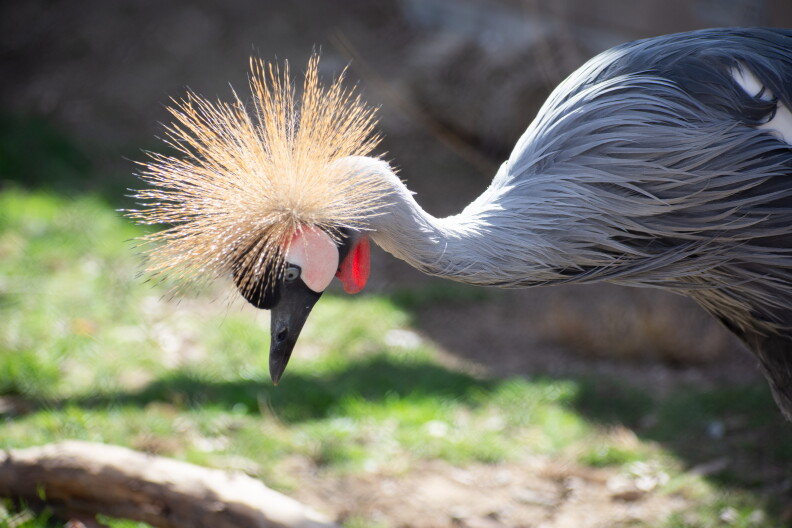 Zoo Boise crowned crane
