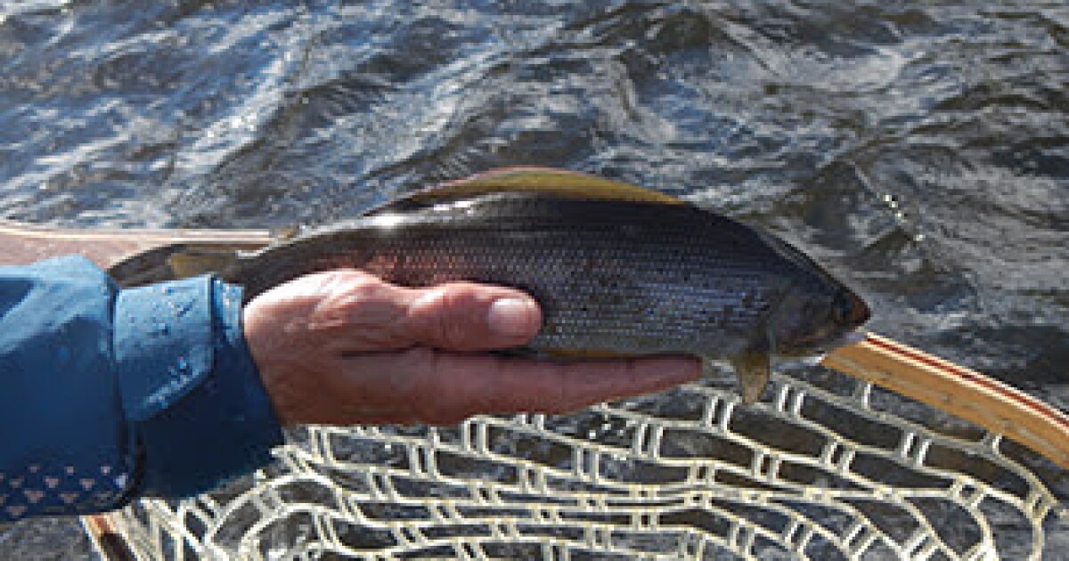 Consumers Energy Foundation awards 70,000 to support Michigan Arctic