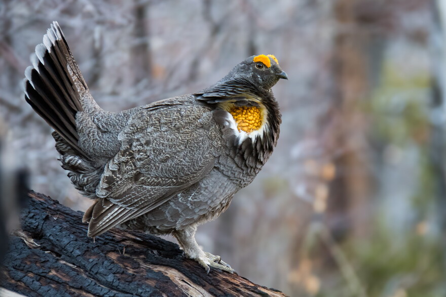 Sooty grouse