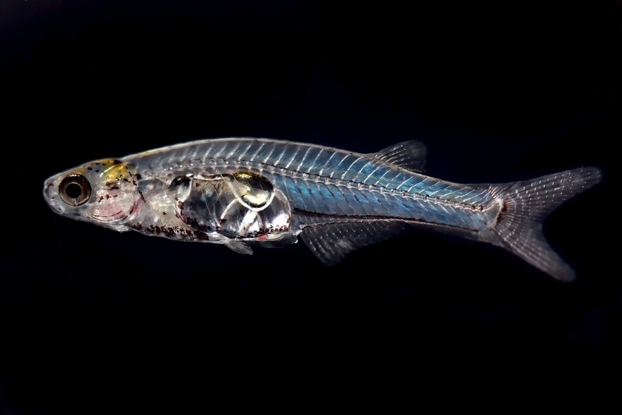 A species of Danionella. The new species just classified is named in honor of the neurophysiologists who use it in their research.