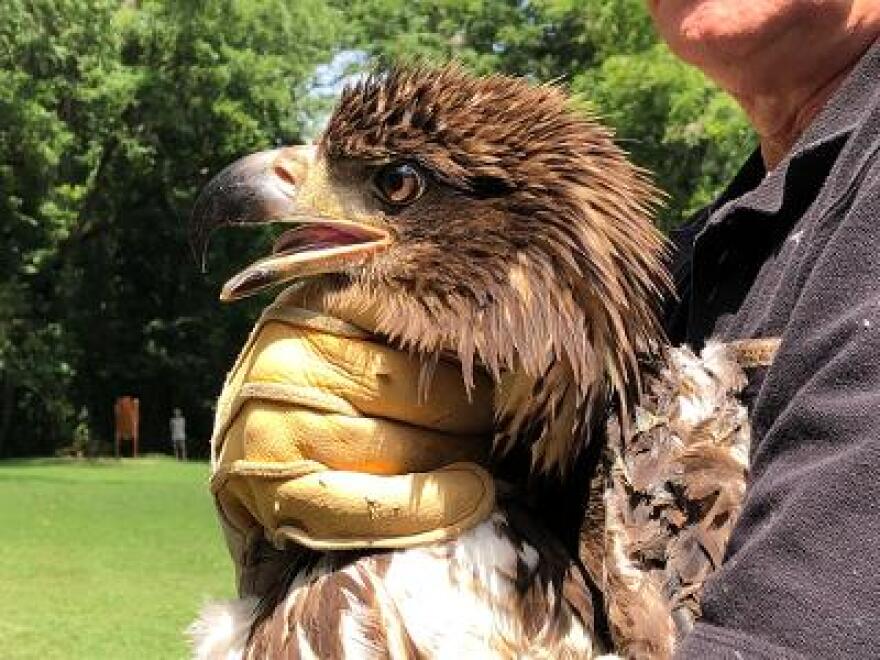 Because she has not yet reached maturity, this bald eagle lacks the characteristic white head, but two years from now she'll have that and the ability to reproduce -- potentially adding to a population of perhaps 2,000 breeding pairs in Virginia.