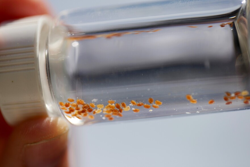 <em>Varroa</em> mites, tiny pests that can weaken and destroy honeybee colonies, are on display in a small jar.