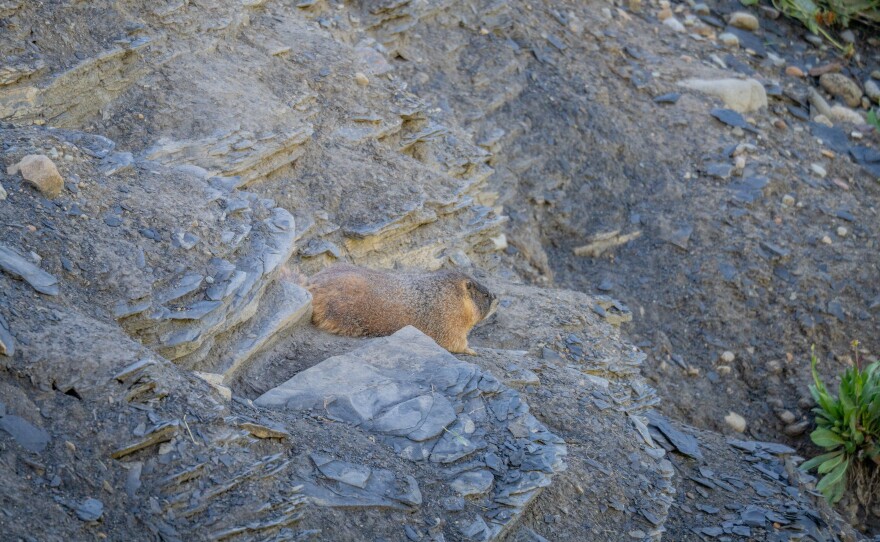 a marmot on gray mountain rock