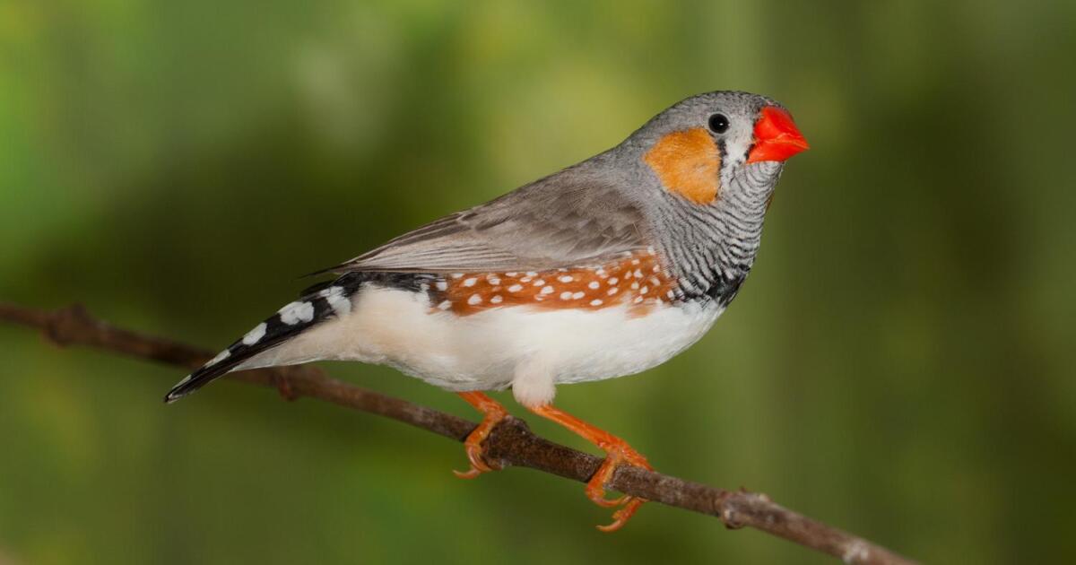 New UA research deepens the link between aging songbirds and human Alzheimer's disease New UA research deepens the link between aging songbirds and human Alzheimer's disease