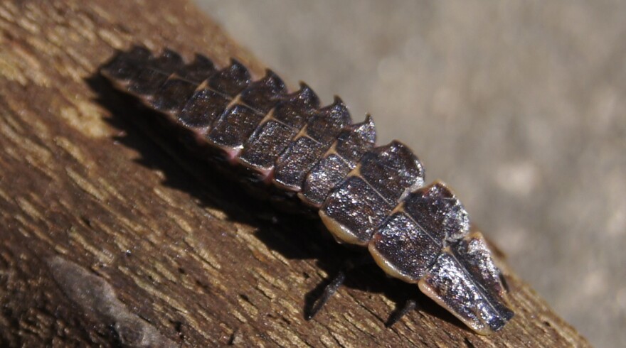 A firefly larva.