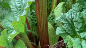 Rhubarb