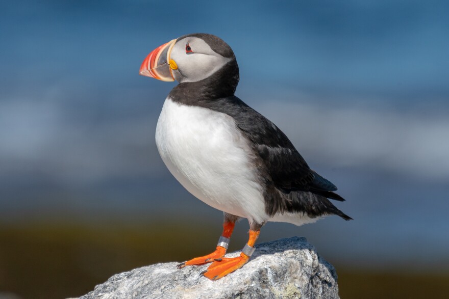 A puffin on Eastern Egg Rock. [Brian Bechard / Maine Public]
