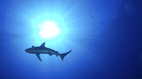 In this Jan. 7, 2012 photo provided by the U.S. Fish and Wildlife Service, a shark swims off the coast of Midway Atoll in the Northwestern Hawaiian Islands. The Battle of Midway was a major turning point in World War II's Pacific theater. But the remote atoll where thousands died is now a delicate sanctuary for marine life, and a new battle is pitting preservation of its vaunted military history against the protection of its wildlife. Midway, now home to the largest colony of Laysan albatrosses on Earth, is on the northern edge of the recently expanded Papahanaumokuakea Marine National Monument, now the world's biggest oceanic preserve. (Wyland/NOAA via AP)