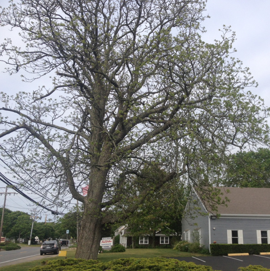 A shade tree on Cape Cod defoliated by winter moth.