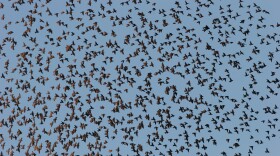 A flock of red-wing blackbirds over a marsh at Dutch Gap Conservation Area in Chester, Virginia. (Photo via Shutterstock)