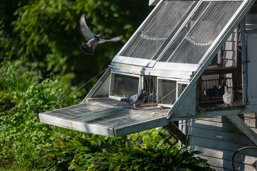 A homing pigeon comes in for a landing in Klipsch's backyard. An antenna stationed at the doorway will scan a chip in its leg band, making note of its exact arrival time. 