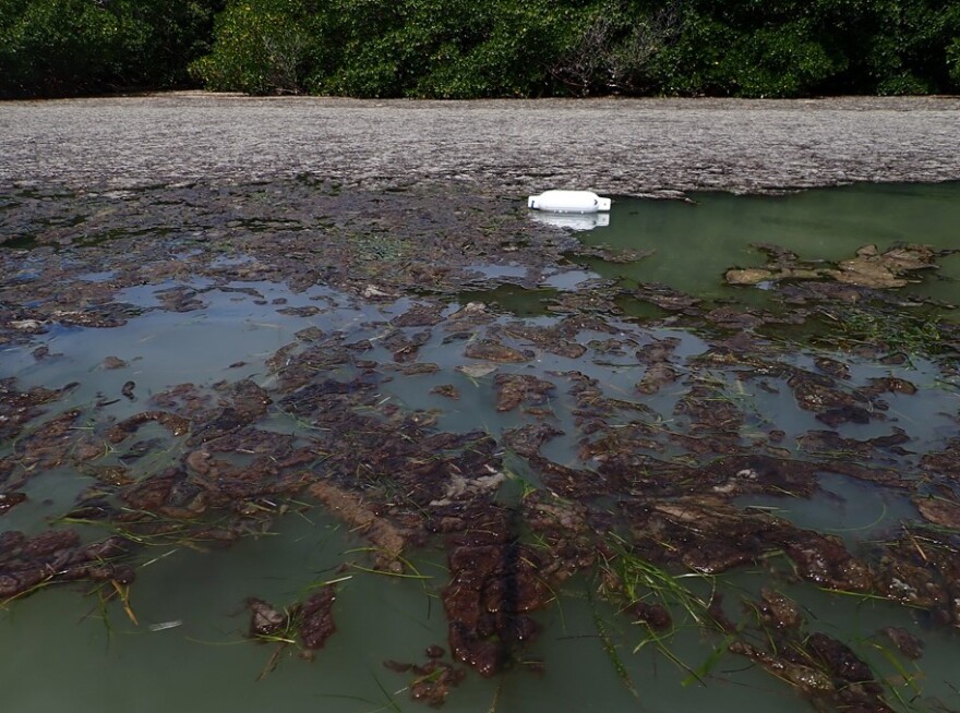 Lyngbya algae along Anna Maria Island in Manatee County on Thursday, June 3, 2021.