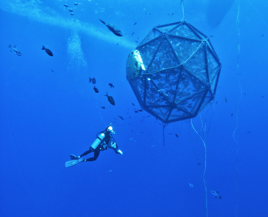 A diver approaches a floating pen full of fish