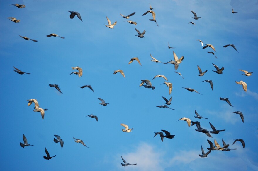 Birds might rely on different instincts to navigate depending on their species.