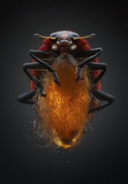 When a female wasp stings a ladybug, it leaves behind a single egg. After the egg hatches, the larva begins to eat its host from the inside out, carefully avoiding the vital organs. When ready, the parasite emerges and spins a cocoon between the ladybug’s legs. Though its body is now free of the tormentor, the bug remains enslaved, standing over the cocoon and protecting it from potential predators. Some lucky ladybugs actually survive this eerie ordeal, regrow their organs, and make a full recovery..