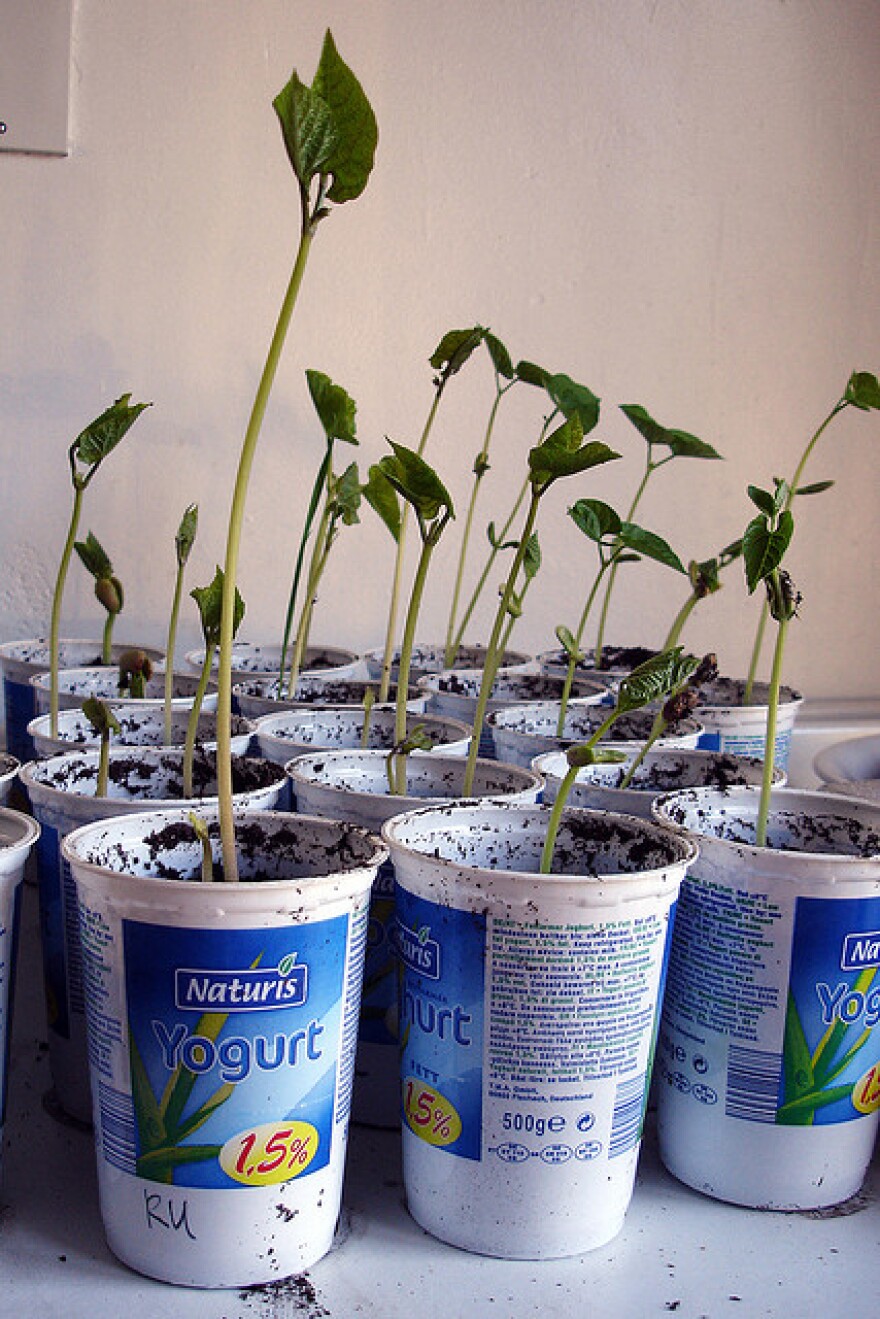 Runner beans started indoors.