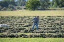 A man in blue jeans, a gray shirt and ballcap sticks a long-handled down into rows of fluffy dry grass.