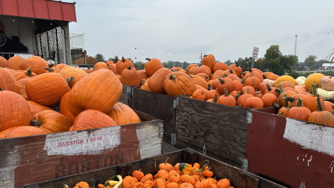 Uncle Johnson's Cider Mill's pumpkin harvest for sale