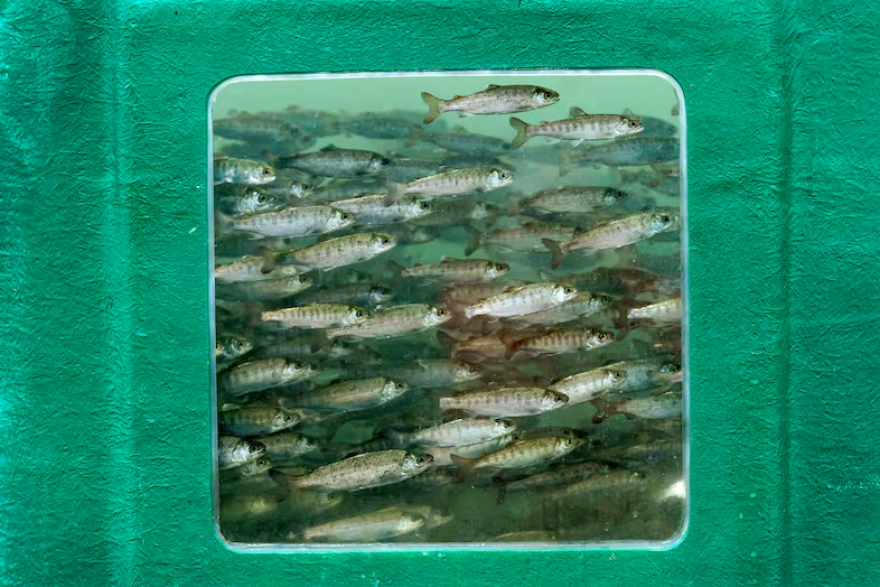 A tanks filled with thousands of small coho salmon at the Melvin R. Sampson Coho Hatchery in Ellensburg, Wash.