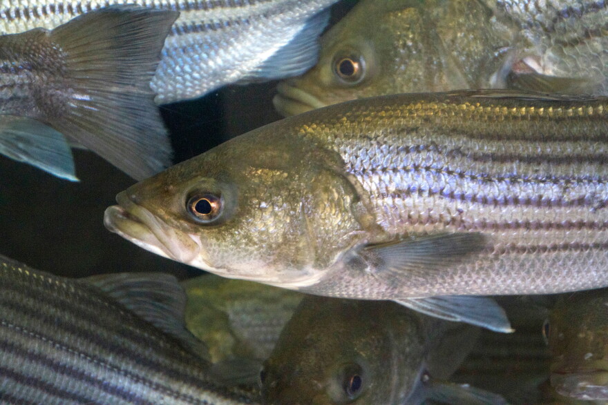 A crowded, underwater school of curious striped bass with shiny scales swim by
