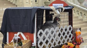 A cage holds two turkeys, Faygo and Vernors, pardoned by Michigan Governor Gretchen Whitmer on Tuesday, November 18, 2025.