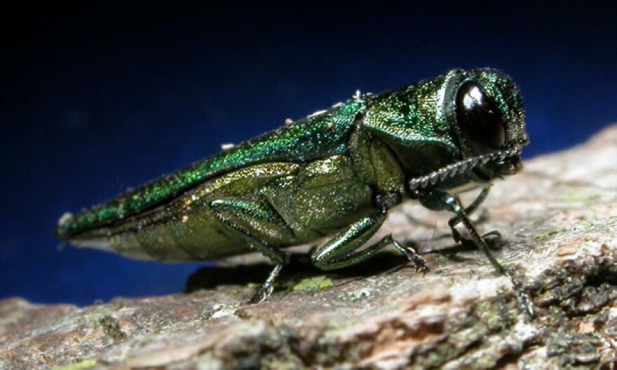 Emerald Ash Borer