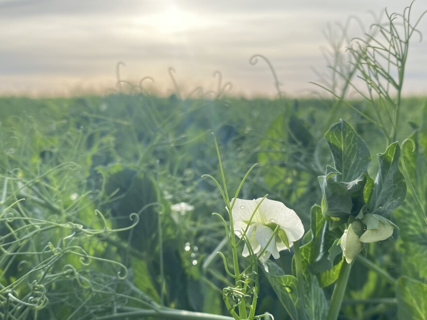 A field of early-morning green peas May 15 near Othello, Washington.