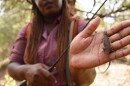 AZ ILL 712 afro herper segment hero