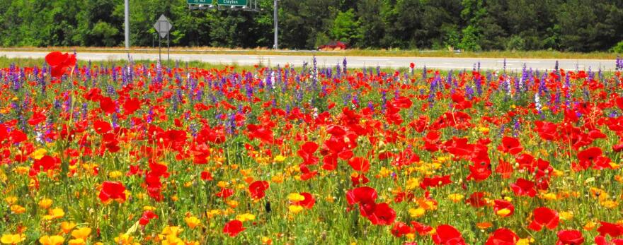 The N.C. Department of Transportation Wildflower Program began in 1985 and is maintained by specialists in the agency’s Roadside Environmental unit. The program began with 12 acres in its first year, and there are now more than 600 beds of wildflowers planted on about 700 acres across the state.