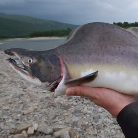 A pink salmon caught in a Norwegian river. Norway and other Nordic nations are trying to reduce invasive pink salmon populations, which have exploded in the last decade. European researchers are looking to the Great Lakes for answers, where pink salmon have made major adaptations to survive after being accidentally introduced to Lake Superior 70 years ago. (Courtesy: Eva Thorstad / Norwegian Institute for Nature Research)