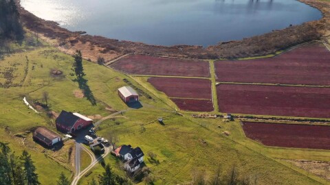 A drone view of the Lachney’s cranberry farm outside of Eatonville, Washington.