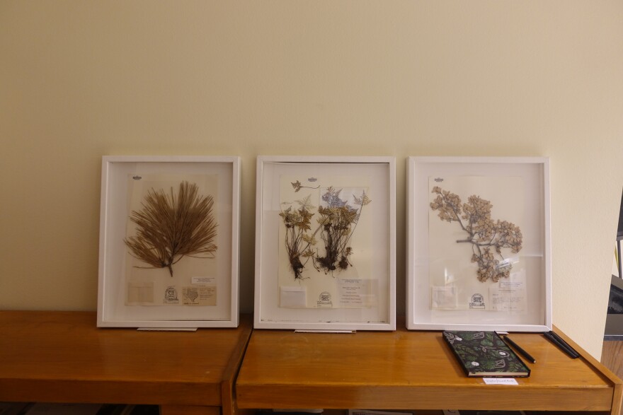 Mounted & framed plant samples
