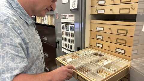 Lyle Buss, a senior biological scientist at the University of Florida, examines preserved tussock moth specimens after their transition in Gainesville, Fla., Thursday, April 2, 2026. Female moths are wingless, while males have wings. (Annaleis Holz/WUFT News)
