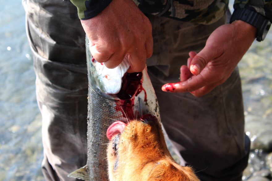 Henry the doodle licks blood off a salmon held by Monte Roberts during a guided fishing trip on Tuesday, Aug. 11, 2026 in Soldotna, Alaska.