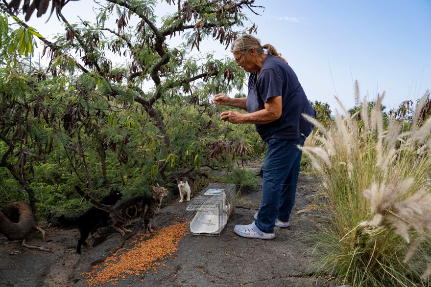 Liz Swan sets up food and a trap for stray cats near the Kealakehe Transfer Station and Recycling Center, Tuesday, Dec. 2, 2025, in Kailua-Kona, Hawaiʻi.