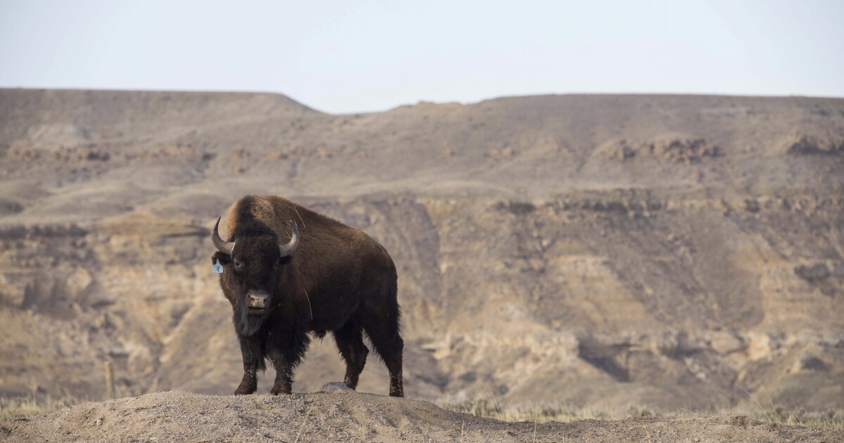 A new exhibit explores the history and legacy of American buffalo