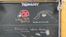 Chalk illustrations show ballooning spiders, wooly alder aphids, a harvestman, and a lady bird beetle.