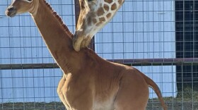 A reticulated giraffe was born without spots at Brights Zoo in northeastern Tennessee at the end of July. The zoo is asking the public to cast their vote on what to name her.