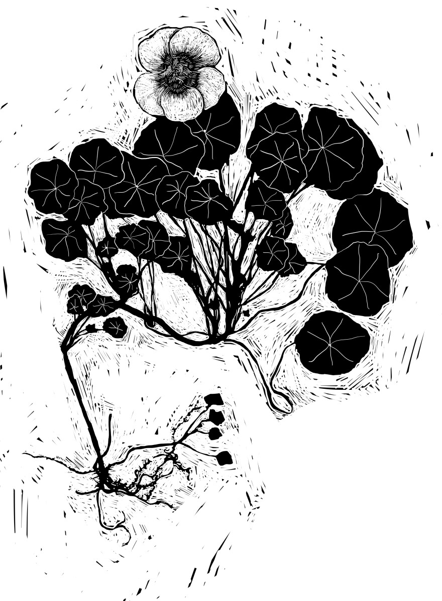 All of the figures in the book — like this nasturtium — are hand-drawn by Graham Judd, who says he used a minimalist woodblock-style to let readers' imaginations bring the illustrations to life.