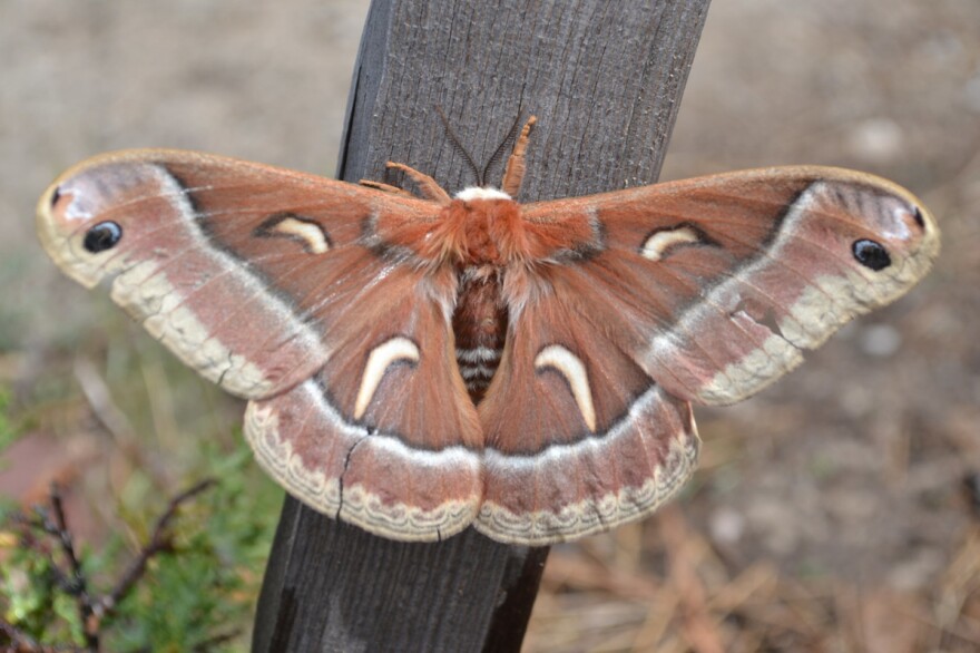 Various species of moths have their own versions of wing enhancements to avoid bat detection.
