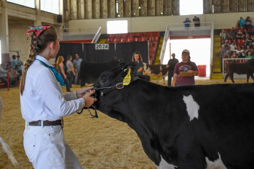 Baylynn This Arizona State Fair livestock contest is about the kids behind the ...