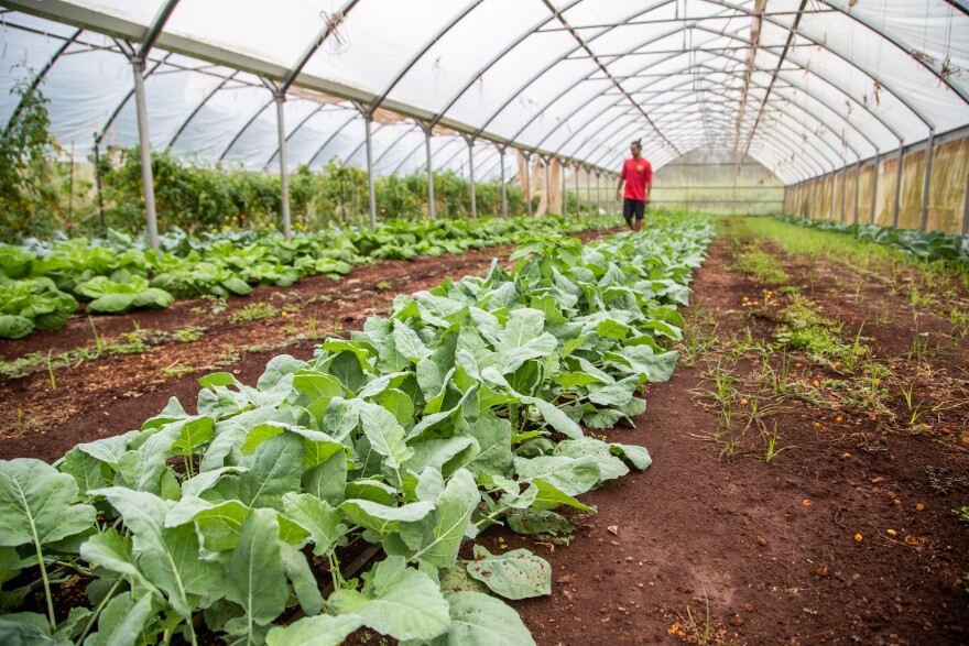 After recent flooding, Jason Witte walks along a row of kohlrabi, or German turnip, growing inside a greenhouse at his family's Thrive Hawaii Family Farm. (March 16, 2026)