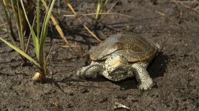The N.C. Wildlife Commission partners with UNC-Wilmington to study the diamondback terrapin.