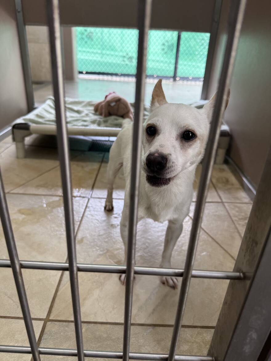 Boi Boi is one of several pets whose owners had to give them up due to landlord issues.