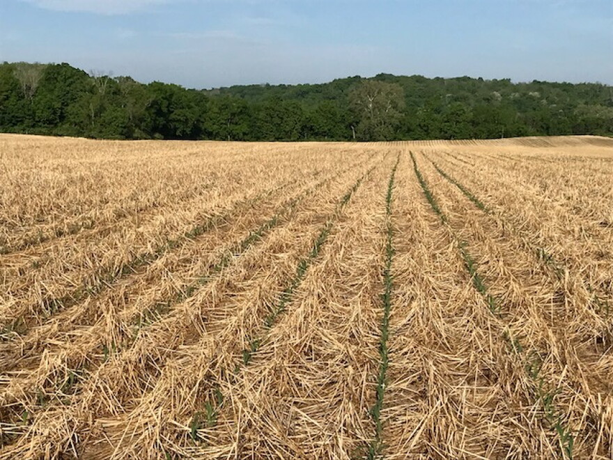 Corn sprouts through the rye cover crop.