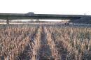 Abandoned dryland row crops lie in bed of the Cimarron river in Seward County left dry from pumping groundwater.