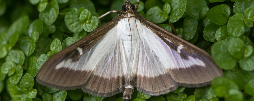 A box tree moth