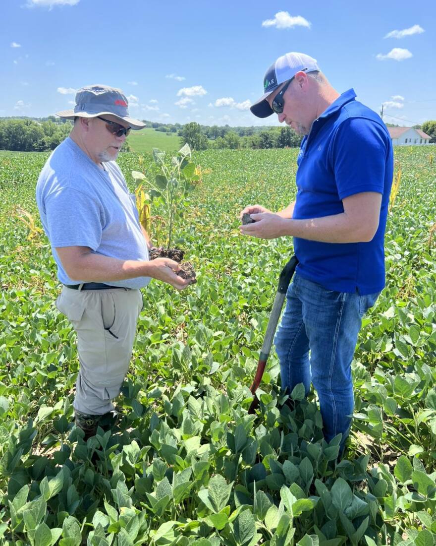 Two men in short sleeves and sunglasses stand in a field inspecting leafy green crops that have grown just over their ankles.